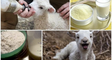 Jak správně chovat sušené jehněčí mléko, proporce a výrobci